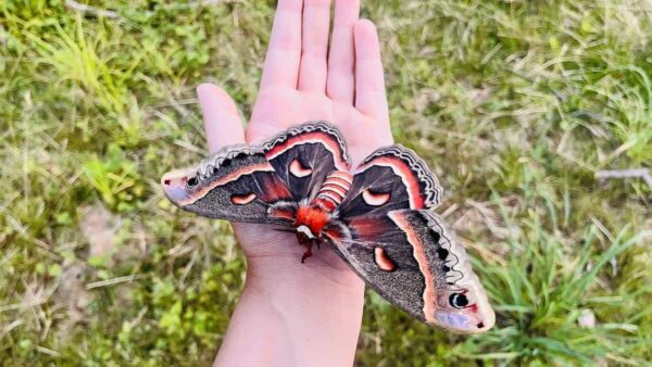 Gardening-for-moths