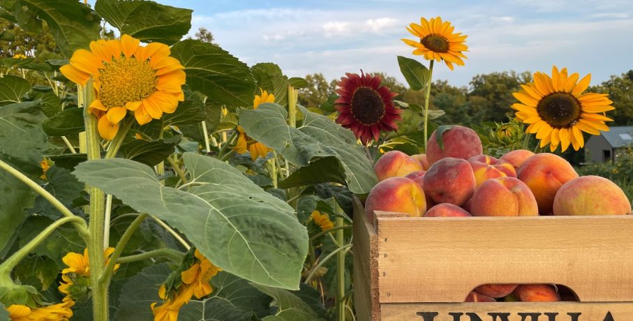 Linvilla Peach and Sunflower Festival